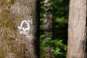 fsc marked tree