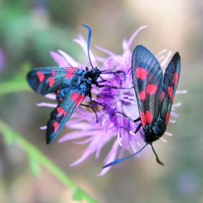Butter flies on a flower