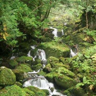 short water fall in forest
