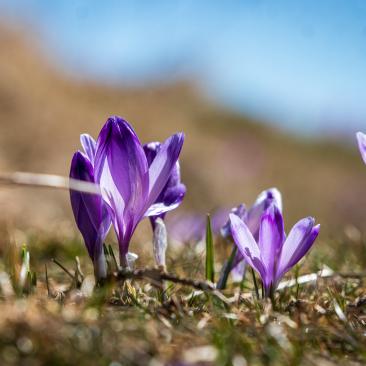 purple flowers