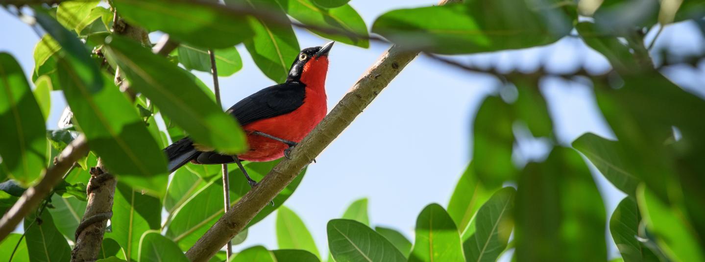 bird