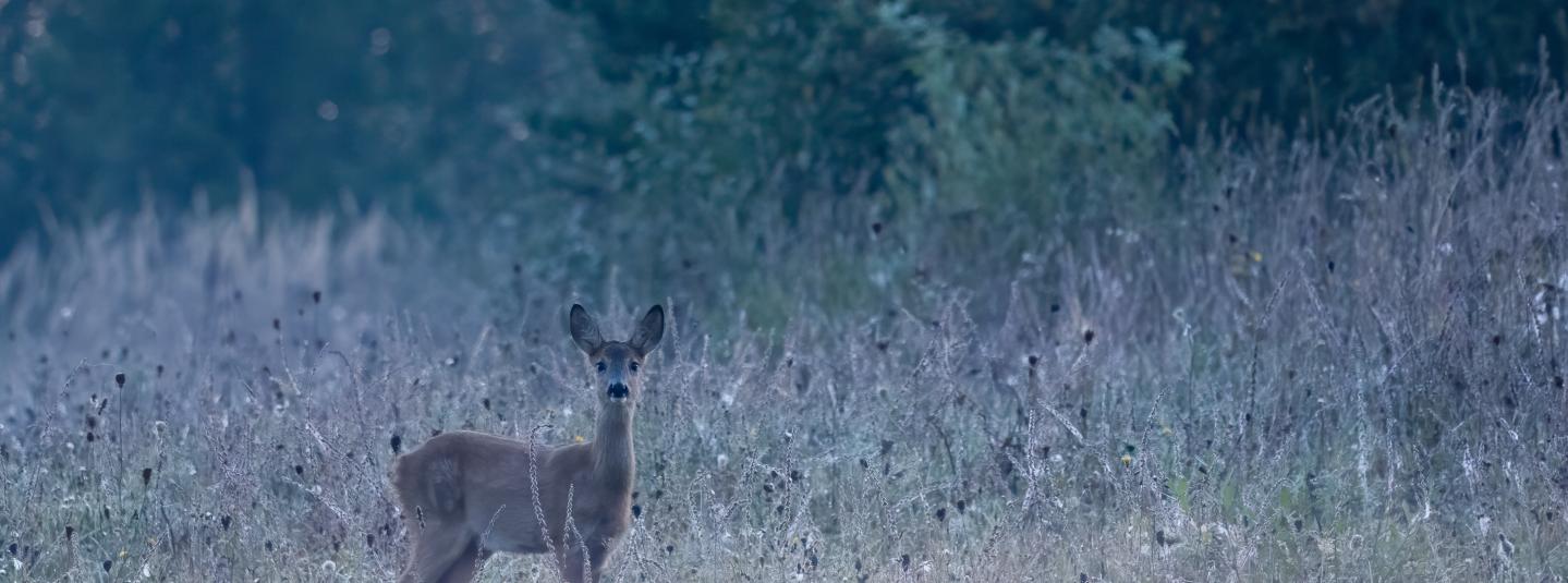 deer