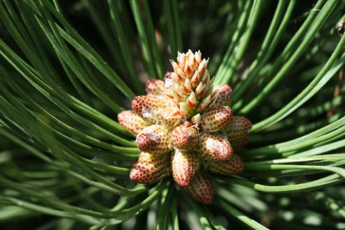 pine bud