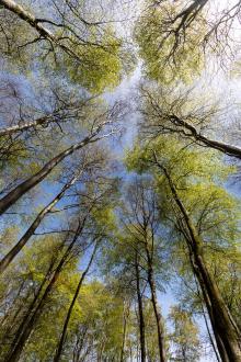looking to the sky