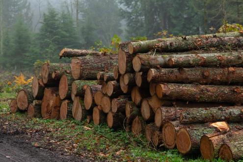 logs in forest