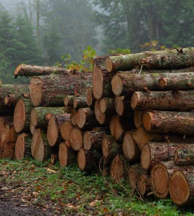 logs in forest