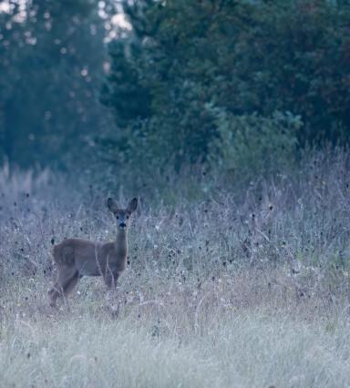 deer