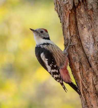 curious bird
