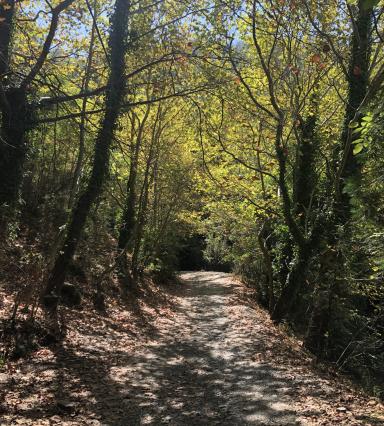 road to forest
