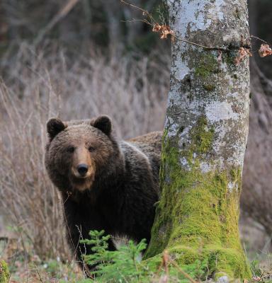 Bear