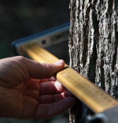 measuring the trunk
