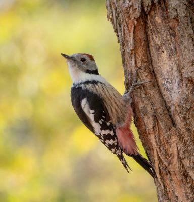 curious bird