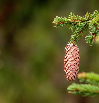 Hanging cone