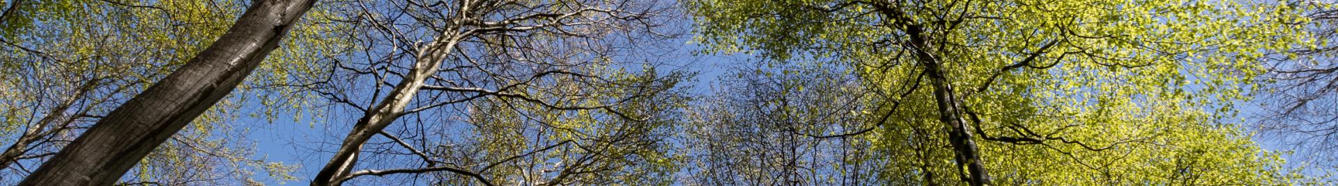 looking to the sky