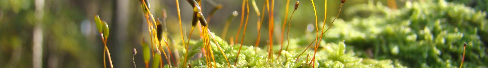 green cover