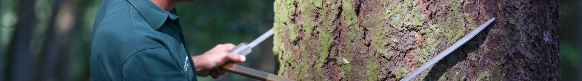 measuring the trunk