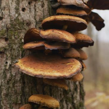 mashrooms on tree